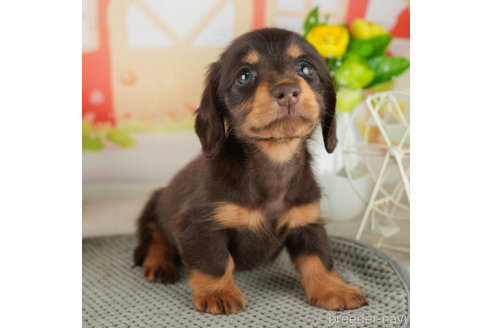 成約済の神奈川県のミニチュアダックスフンド(ロングヘアード)-310345の2枚目